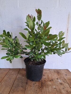 Syzygium Cordatum 21cm Pot