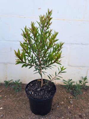 Syzygium Pondoense 21cm Pot