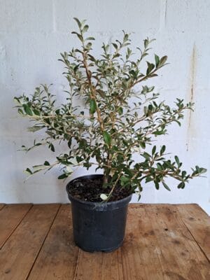 Tarchonanthus Camphoratus 21cm Pot