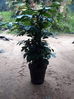 Natal Mahogany 43cm Pot