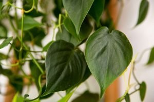 Heart Leaf Philodendron On Moss Pole 25cm Pot