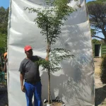 Caesalpinia Ferrea 70lt Tree