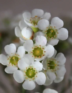Geraldton Wax Janelle 15cm Pot