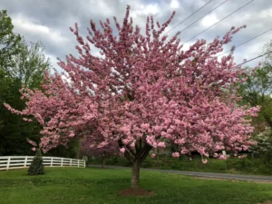 Prunus serrulata Kanzan