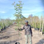 Ceratonia Siliqua 40lt Carob Tree