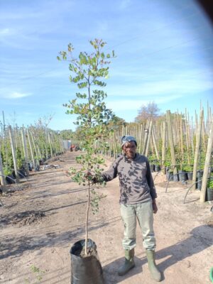 Ceratonia Siliqua 40lt Carob Tree