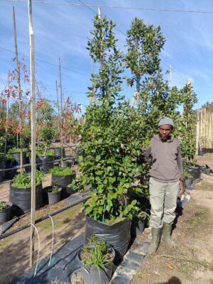 Curtisia Dentata 100lt Tree