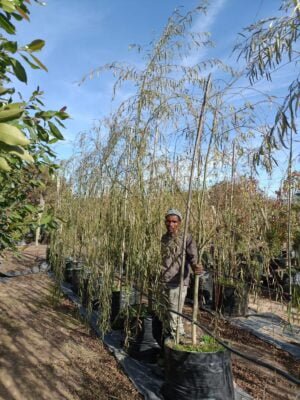 Weeping Willow Tree 100lt