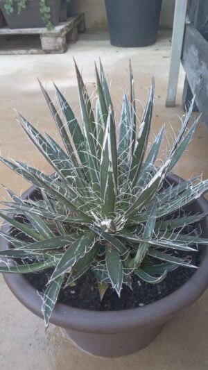 Agave Filifera 17cm Pot