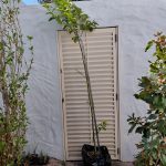 Eureka Lemon Tree 50lt