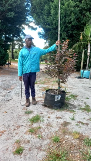 Acer Palmatum ‘Atropurpureum’ (Red Japanese Maple) 70lt