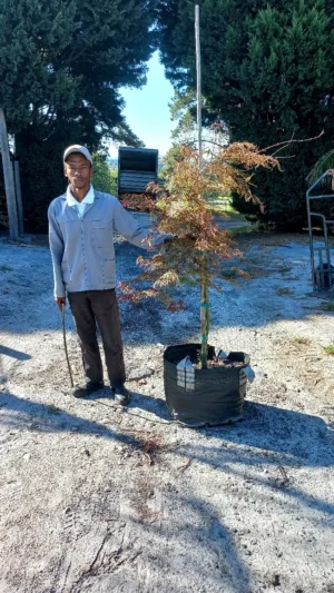 Acer Palmatum Dissectum 'Copper' (Copper Japanese Maple) 70lt