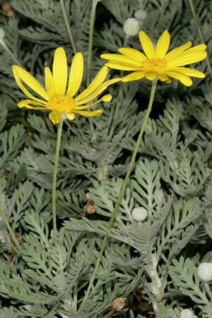 Argyranthemum Yellow Magrietjie 4 Pack