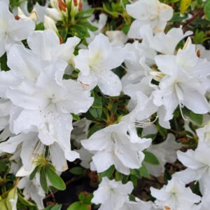 Azalea White Standard/Lollipop 10lt