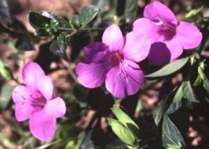 Barleria Purple Prince 4 Pack Tray