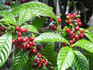 Coffee Arabica Tree 19cm Pot