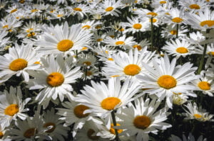 Shasta Daisy 4 Pack Tray