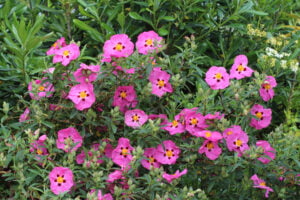 Cistus Brilliancy 4 Pack Tray