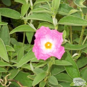 Cistus Silver Pink 4 Pack Tray