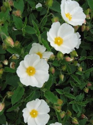 Cistus White 4 Pack Tray