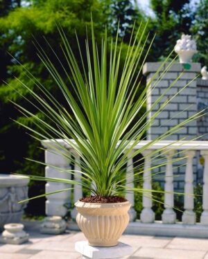 Cordyline Australis Green