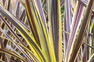 Cordyline Banksii Electric Flash Pbr 15cm Pot