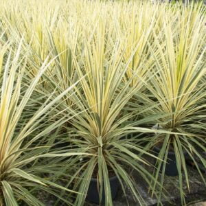 Cordyline Dazzler 19cm Pot