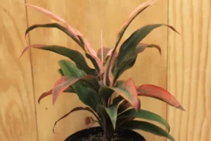 Cordyline Terminalis Mahatma