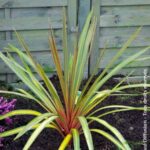 Cordyline Sundance 19cm Pot