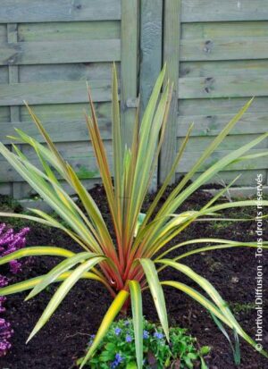 Cordyline Sundance 19cm Pot