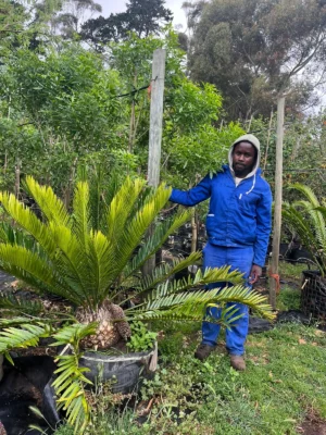 Cycad 125lt Tree