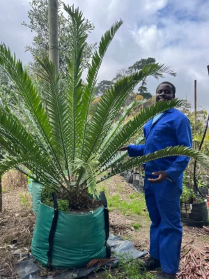 Cycad 250lt Tree