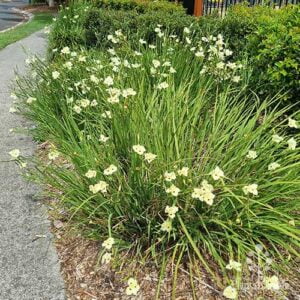 Dietes Bicolor 4 Pack Tray