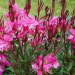 Gaura 4 Pack Tray