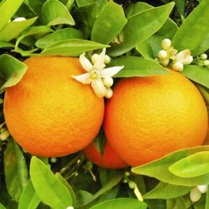 Orange Trees 6lt