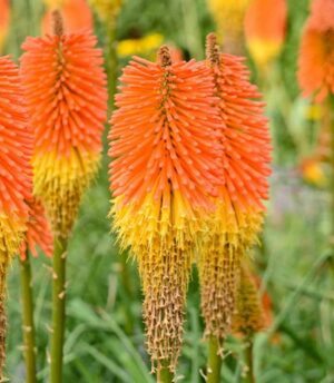 Kniphofia Kniphofia 4 Pack Tray