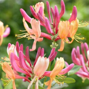 Lonicera X Heckrottii 19cm Pot (Pink Honeysuckle)