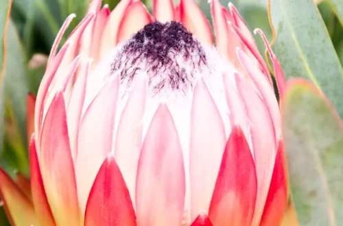 Protea Plants available from clicknplant online nursery. A nursery near me.
