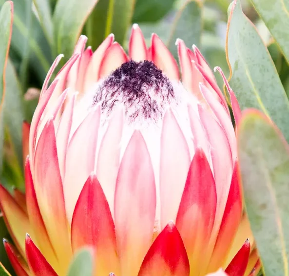 Protea Plants available from clicknplant online nursery. A nursery near me.