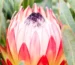 Protea Plants available from clicknplant online nursery. A nursery near me.