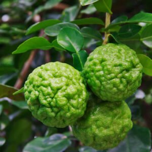 Thai Lime Tree 6lt