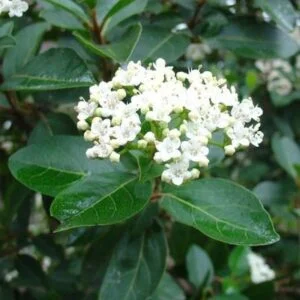 Viburnum Tinus Lucidum Standard/Lollipop 10lt