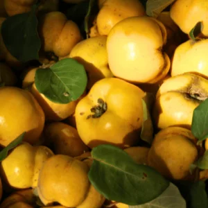 Quince Portugal Tree 10lt