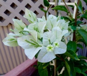 Bougainvillea Alba Lollipop/Standard 10lt