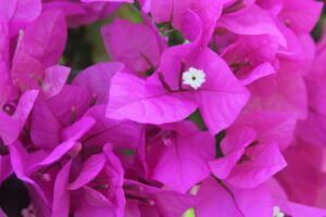 Bougainvillea Cypherii Lollipop/Standard 10lt