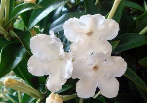 Brunsfelsia Undulata 15cm pot