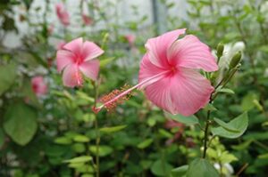 Hibiscus Pink Butterfly Lollipop/Standard 10lt