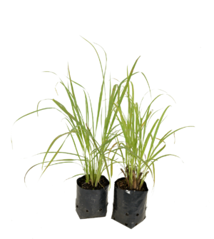 Lemon Grass 17cm Pot