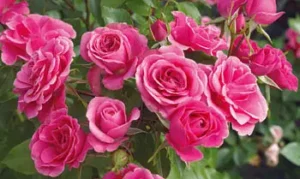 Little Pink Hedge Rose STD 90cm