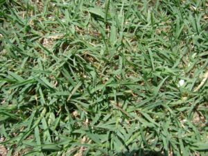 Princess Bermuda Grass (Cynodon X) 128 Plug Tray